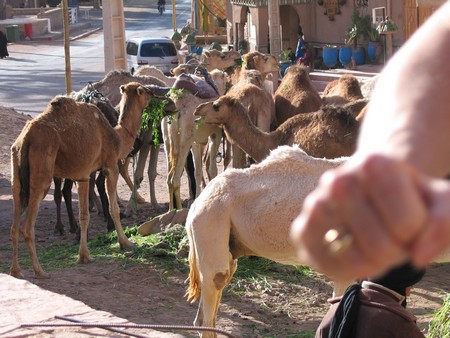 The Sahara, ancient ruins and beautiful landscapes