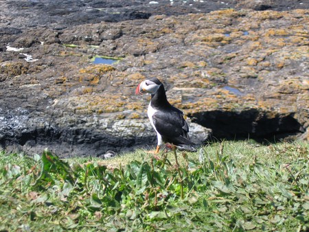 Bird watching on Mull