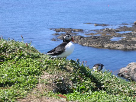 Bird watching on Mull