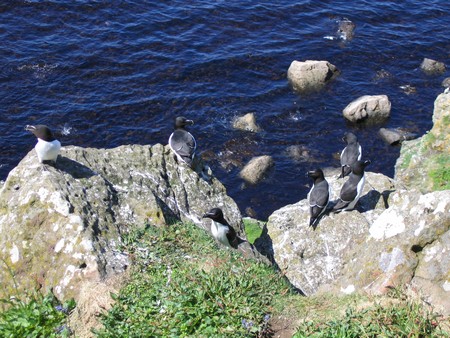 Bird watching on Mull