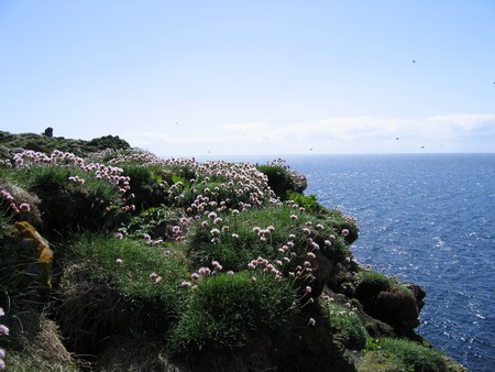 Bird watching on Mull