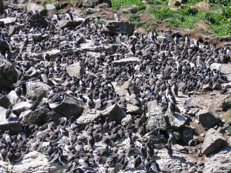 Bird watching on Mull