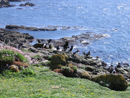 Bird watching on Mull