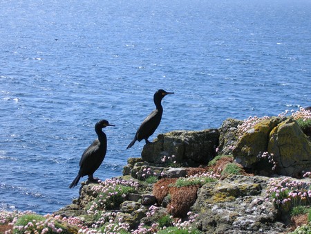 Bird watching on Mull