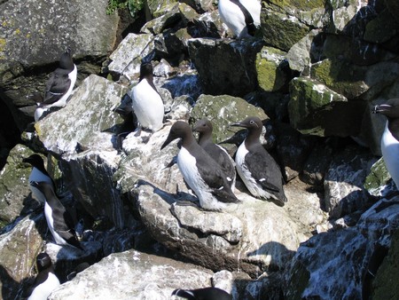 Bird watching on Mull