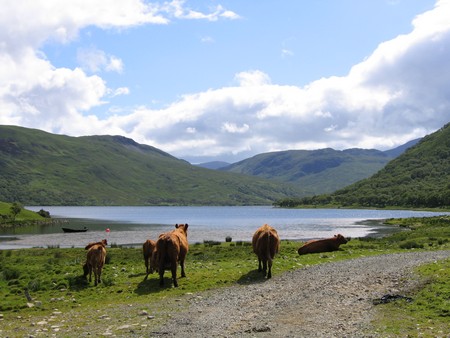 Bird watching on Mull