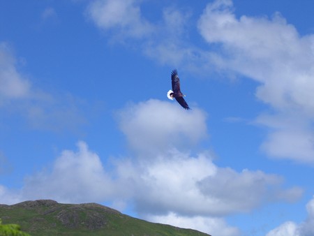 Bird watching on Mull