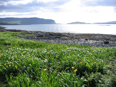 Bird watching on Mull