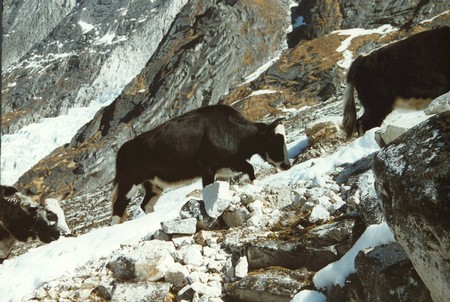 The first Manaslu Circuit