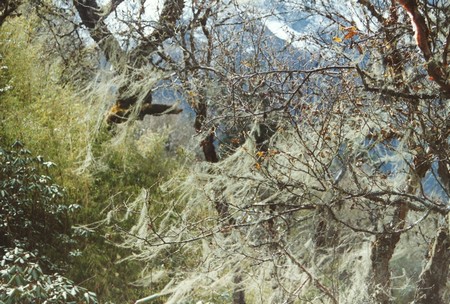 The first Manaslu Circuit