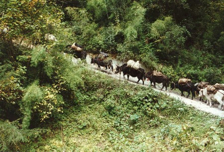 The first Manaslu Circuit
