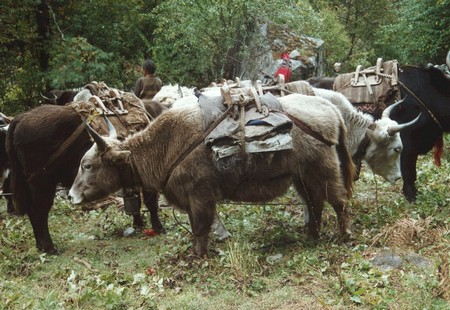 The first Manaslu Circuit