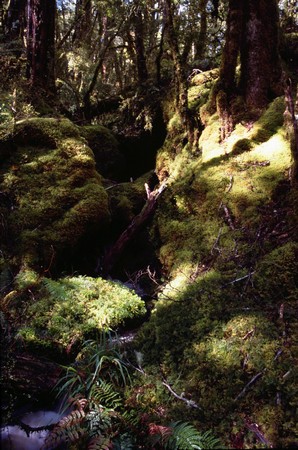 Tramping in New Zealand