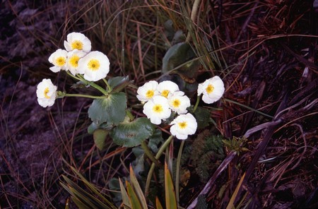 Tramping in New Zealand
