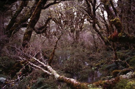 Tramping in New Zealand