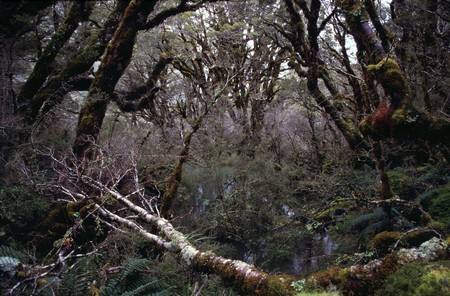 Tramping in New Zealand