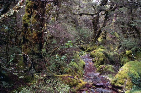 Tramping in New Zealand
