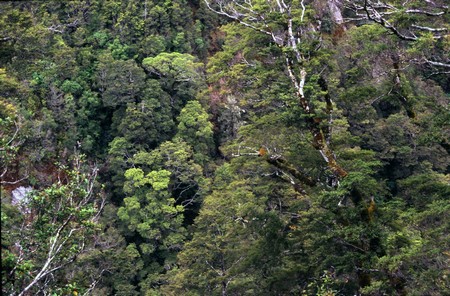 Tramping in New Zealand