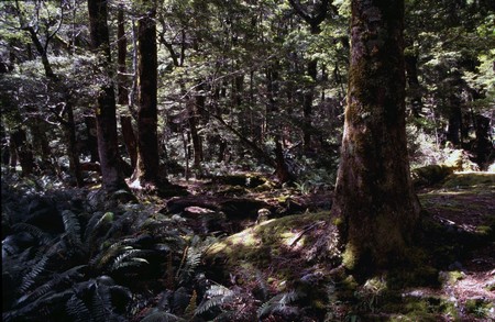 Tramping in New Zealand