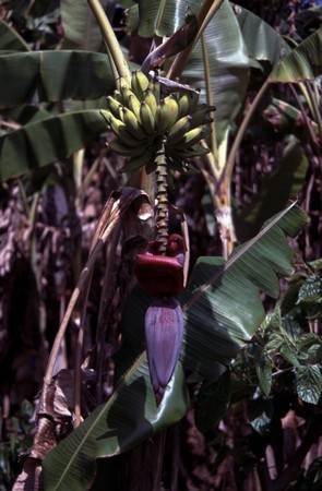 Hiking Reunion Island, end to end