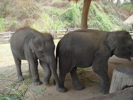 Thailand; land of temples, good food and lovely people